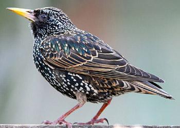 Вдячний шпак