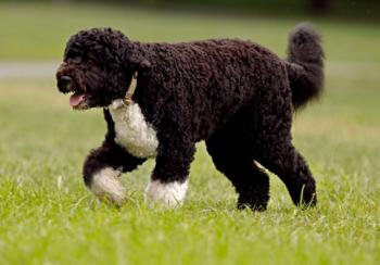 Перший диктант