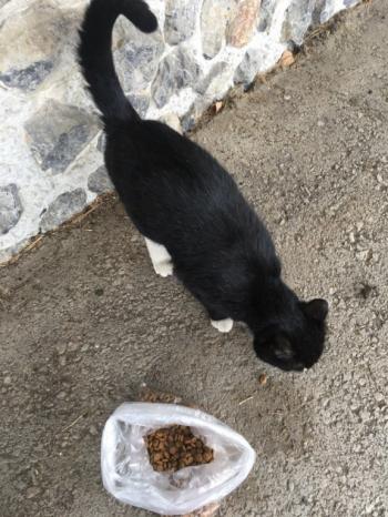 &laquo;Звати мене кицька-мацька...&raquo;