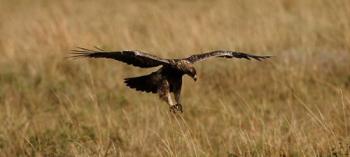 Ворона і Ягня