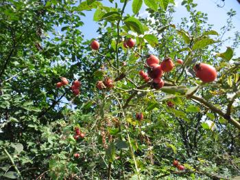 День скотився з своєї вершини...