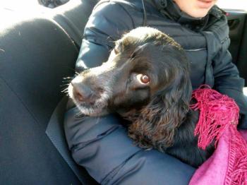 Трьохсотий