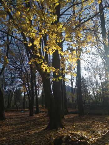 На липовій алеї вечір сів...