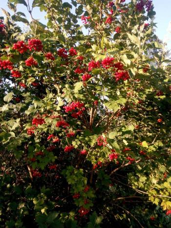 Я тобі не кажу ані слова...