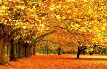 Запахла осінь в’ялим тютюном…