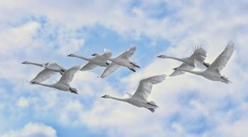 Гуси-лебеді летять