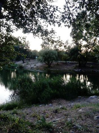 Все частіш повертаюся в спомин...