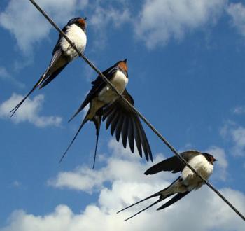 Дорога й ластівка