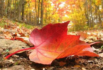 Осіннє листя