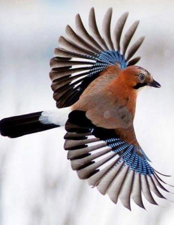 Сойчине крило