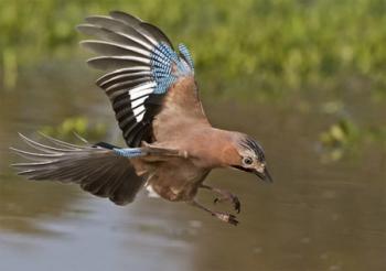 Сойчине крило