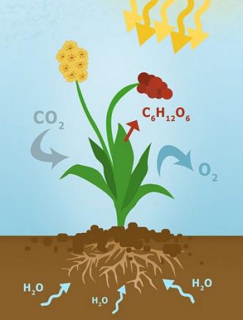 Диво фотосинтезу