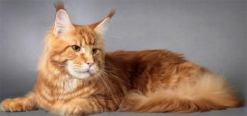 Кіт Пухнастик