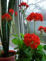 Цветы-память