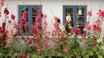 Мамині мальви