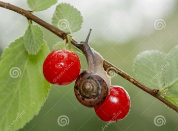 Улитка и вишни