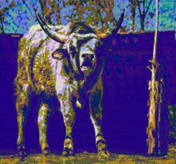 Хіба Ревуть Воли