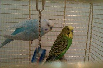 Попугайчики. Цикл &laquo;Еврейские тетради&raquo;