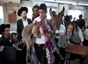 Осёл. Цикл &laquo;Еврейские тетради&raquo;