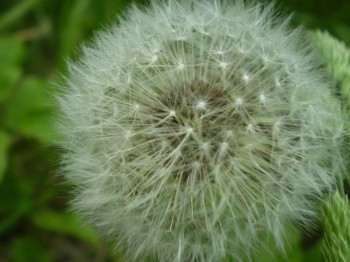 Куди подівся цвіт кульбаби…