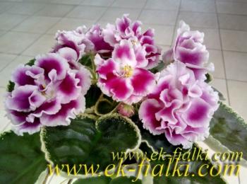 Надто ніжно