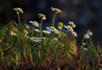 Рідний світ