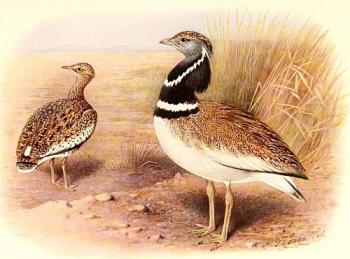 Співуча пір’їнка