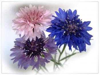 В листках березово, осиково...