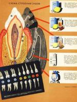 Все про зубы: строение, лечение, уход