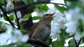 Розвеснилось