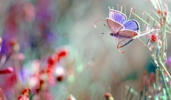 Метелика заквітчаний танок