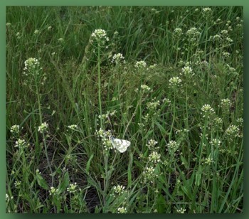 Середина літа