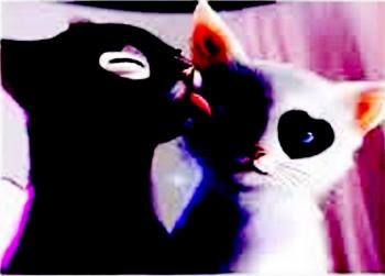 Чорно - білий Квач