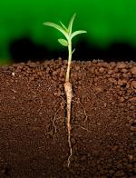 Капілярні явища в ґрунті