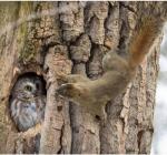 Світанковий совиний сон