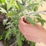 Мікросад для дому чи квартири: дизайнерські рішення від Prêt à Pousser