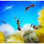 На білих парашутиках кульбаб