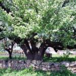 Танка для груші