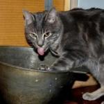 Не їв і не бачив