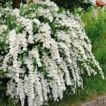 Цвіте спірея біля двору