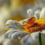 Равлик у ромашці