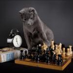 Монолог гросмейстера