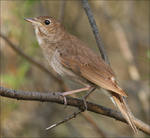 Де сонечко?