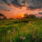 Між крапель рос досвітнього зела