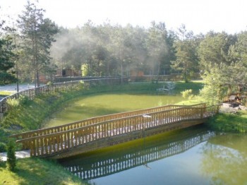 Сосни на темному фоні