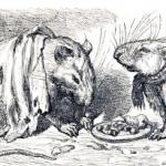 Міський та польовий пацюки