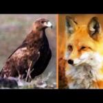 Шуліка та лисиця