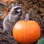 Гарбузова осіння пригода