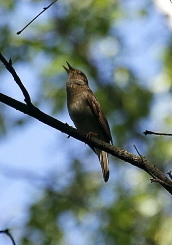 Прощальна солов`їна пісня