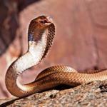 Змія та селянин